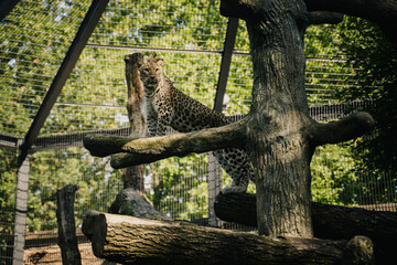 Wall Mural - Leopard