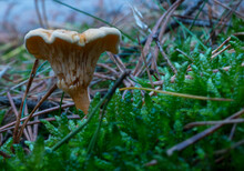 Forest Mushroom False Chanterelle On Moss In The Forest