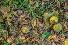 Walnuts In Green Shells On The Ground