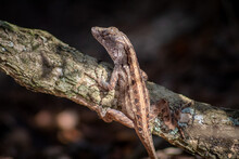 Female Brown Anole On A Branch In Florida