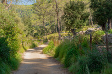 Winding Mountain Road With Mediterranean Landscape Full Of Trees And Green Undergrowth