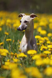 Fototapeta Konie - Cute fawn and white Whippet dog sitting outdoors in a green grass with yellow dandelion flowers in spring