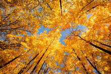 The Autumn Canopy Of The Maples Contrasts With The Blue Sky Overhead In Clear Lake State Park, Woodruff, Wisconsin In Early October