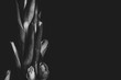 Piękny wyizolowany na czarne tło rozwijający się kwiat irysa. Fotografia czarno-biała. 