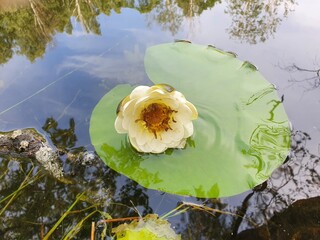 water lily in the pond