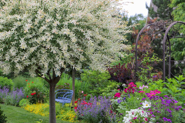 A variegated white ornamental willow tree is the focal point of this small country garden, surrounded by blue garden benches, catmint, roses, and an arbor with climbing clematis and smoke trees.