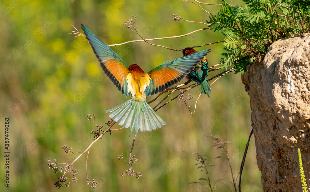 Żołna ptak Meropidae - obrazy, fototapety, plakaty 