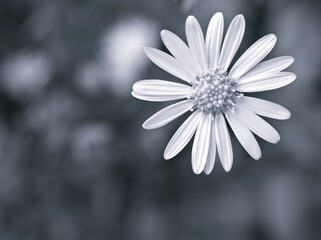 Closeup blurred white common daisy flower in black and white image and blurred background ,old vintage style photo for card design