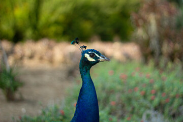 portrait of a peacock