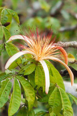 Poster - The overwhelming beauty of the flora and fauna of Costa Rica. Photos taken during a tour through this beautiful country,
