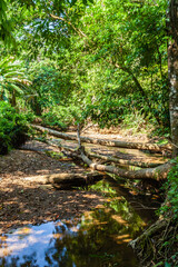 Wall Mural - The overwhelming beauty of the flora and fauna of Costa Rica. Photos taken during a tour through this beautiful country,
