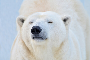 Wall Mural - polar bear portrait