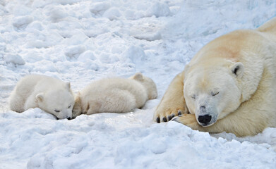 Wall Mural - polar bear in the snow