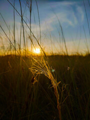 wheat field at sunset