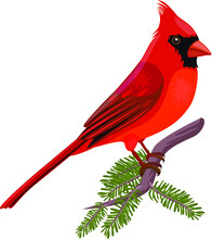 	
Vector Illustration Of Cardinal	

