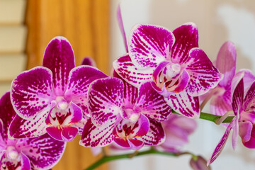 Wall Mural - Macro indoor view of beautiful purple and white flower blossoms on a moth orchid (phalaenopsis) plant with a white background