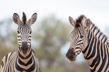Horizontal Portrait Of Two Zebras In Kruger Park South Africa