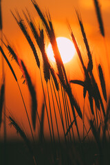 Wall Mural - Summer Sun Shining Through Young Yellow Wheat Sprouts. Wheat Field In Sunset Sunrise Sun