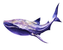 Watercolor Image Of Spotted Whale Shark Of Blue-purple Color Isolated On White Background. Hand Drawn Illustration Of Big Shark With Small Wide-set Eyes On Wide Head. Dangerous Sea Predator