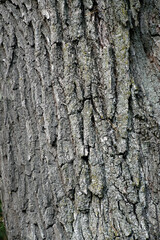 The trunk of a huge oak tree and a flying butterfly. Beautiful texture of plant bark. Wood	