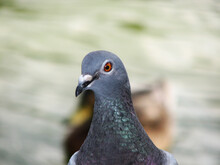 Close-up Of A Pigeon Head Summer Day