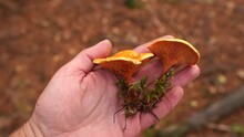 Closeup Point Of View 4k Video Of Male Hand Holding Small Cute Yellow Poisonous False Chanterelles Mushroom In Hand While Standing In Autumn Scenic Forest