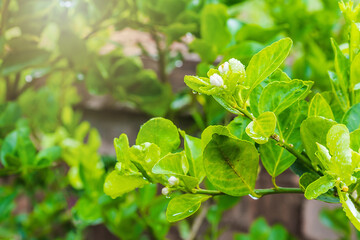 Close up of flowering lemon blossom flowers on lemon tree. Selective focus on white flowering and green leaves of lemon tree after rain in the morning sunlight on blurred green natural background