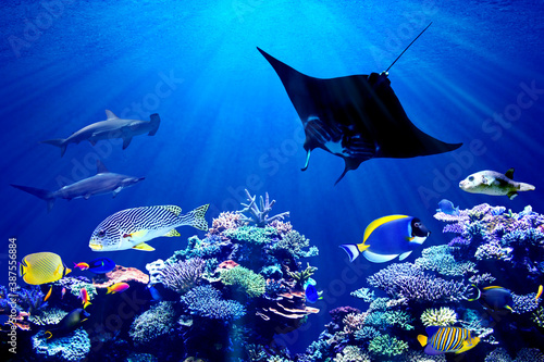 Fotografía background of underwater coral reef and hammerhead shark meeting Manta Ray