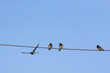Barn Swallows (Hirundo rustica) on East Frisian island and wildlife sanctuary Memmert, Germany.