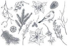 Collection Of Natural Christmas Objects - Plants, Bird, Flowers, Spruce Branch.