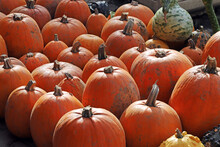 Colorful Ornamental Pumpkins, Gourds And Squashes In The Street For Halloween Holiday.