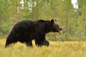 Wall Mural - European brown bear walking in the summer landscape