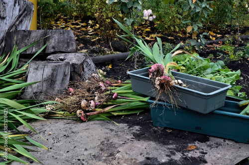 Fotomural Gladioli lie on the ground tubers, roots and bulbs of garden flowers dry in the sun