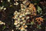 Fototapeta  - sulphur tuft mushroom also known as Hypholoma fasciculare