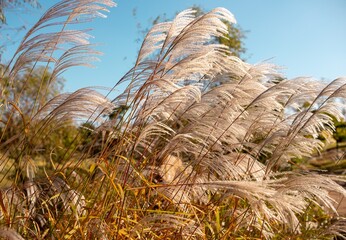 grass and sky