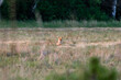 Lis rudy Vulpes vulpes na środku łąki obserwuje fotografa