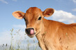 baby calf with tongue in nose close-up