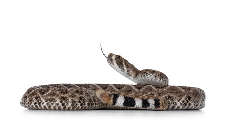Fototapete - Side view of young Daimondback rattlesnake aka Crotalus atrox snake. Isolated on white background. Selective focus on tail end.