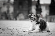 Black And White Bohemian Spotted Dog  Is Lying On Bridge. She Was In Center Of Prague. She Is So Patient Model.
