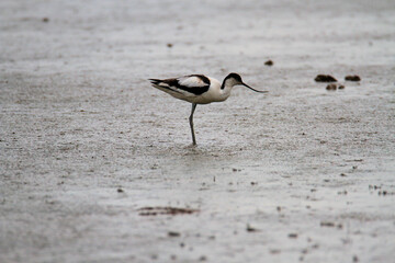 Wall Mural - An Avocet in the water at Slimbridge Nature Reserve