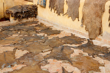 Goat hides used for traditional leather production drying on a tile floor and hanging from the wall at the Chouara tannery, Fez, Morocco.