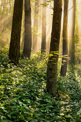 Wall Mural - misty sunbeams in wild garlic woodland forest with morning light beaming through tall trees. cumbria