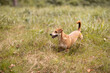 Mały pies na trawie w lesie. Jesienny klimat z pięknym odwzorowaniem barw jesiennych.