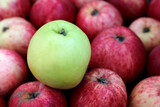 Fototapeta Kuchnia - A green Apple among many red apples