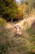 Mały pies na trawie w lesie. Jesienny klimat z pięknym odwzorowaniem barw jesiennych.