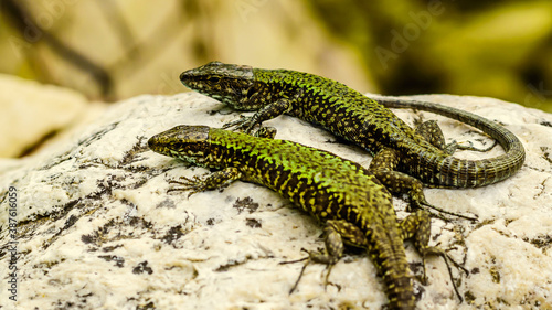 Fotografía two common lizards Podarcis siculus on a stone of the riverbank,extreme closeup
