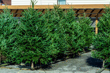 Rows Of Fresh Cut Evergreen Fir And Pine Trees On Display For Sale At Holiday Christmas Tree Lot.