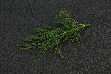 Fresh green dill herb branch