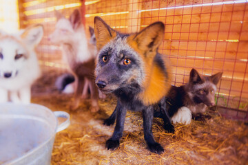 Foxes rescued from a fur farm in a temporary shelter