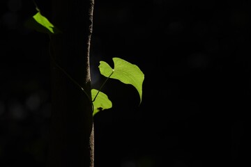 Canvas Print - Natural background / Silhouette of leaves